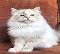 Blue tortie tabby volwassen #catterycyliyana